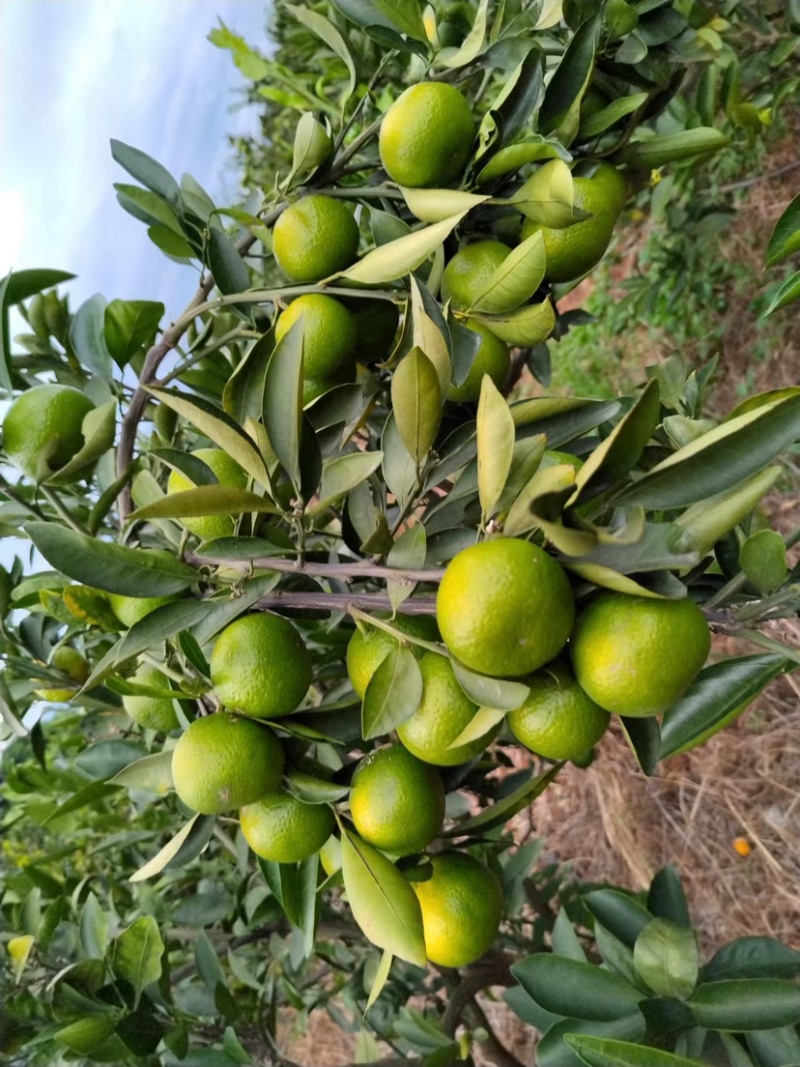 云南高山无核蜜桔现摘现发大量供应价格优惠