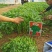 【精】茼禧茼蒿种子叶片平展直立性好袋装300g