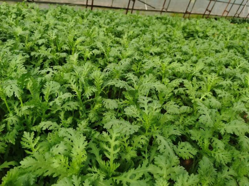【精】茼禧茼蒿种子叶片平展直立性好袋装300g