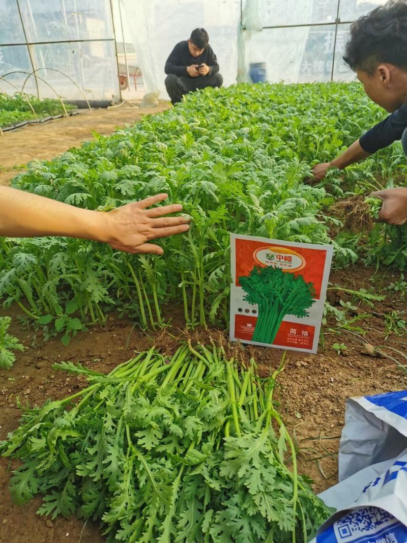 【精】茼禧茼蒿种子叶片平展直立性好袋装300g