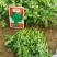 【精】茼禧茼蒿种子叶片平展直立性好袋装300g