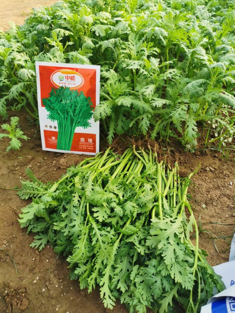 【精】茼禧茼蒿种子叶片平展直立性好袋装300g
