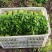 【精】茼禧茼蒿种子叶片平展直立性好袋装300g