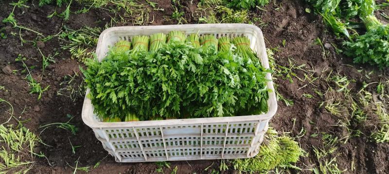 【精】茼禧茼蒿种子叶片平展直立性好袋装300g