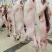 梅花鹿鹿肉鹿腿鹿鞭鹿白条鹿胎各种鹿产品