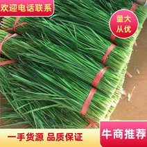 （精品推荐）一手货源，广东湛江韭菜，品质保证，欢迎各位，