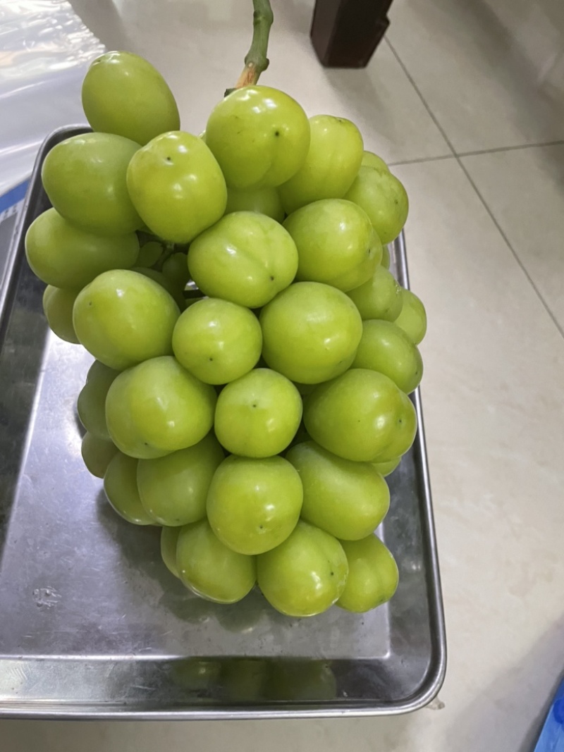 阳光玫瑰一级果