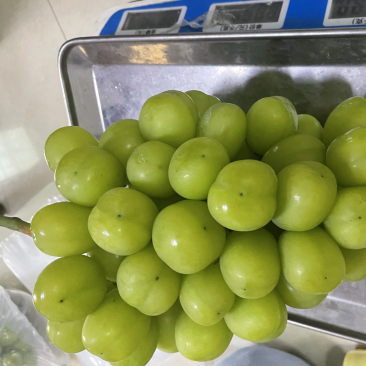 阳光玫瑰一级果