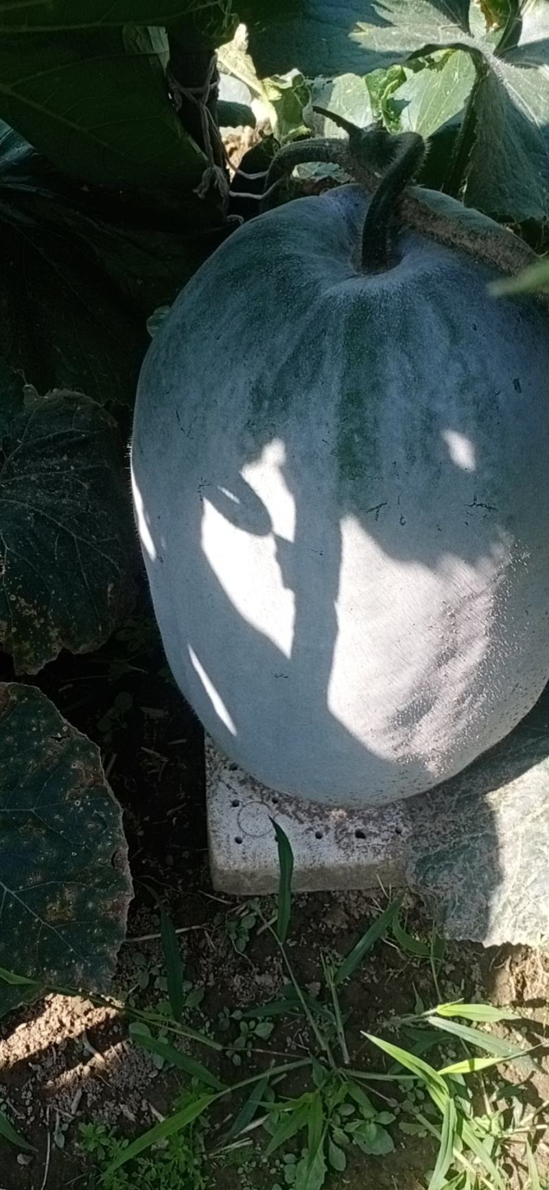 【优选】冬瓜白皮冬瓜产地四川凉山直发货源充足