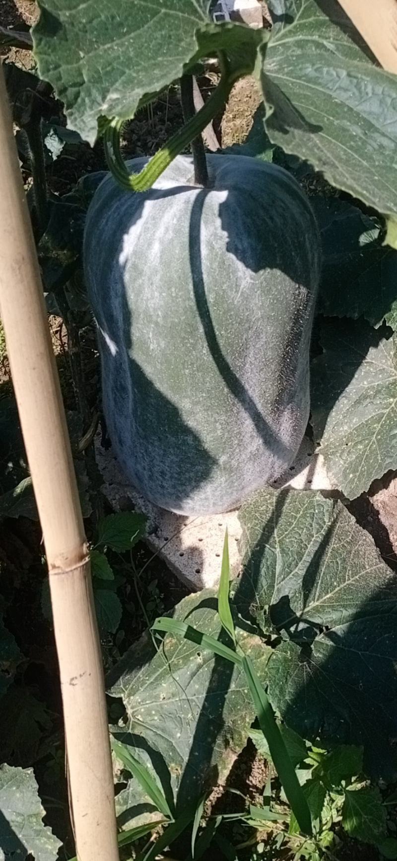 【优选】冬瓜白皮冬瓜产地四川凉山直发货源充足