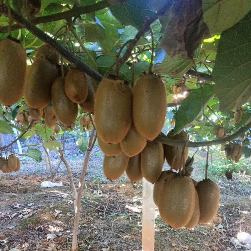 猕核桃