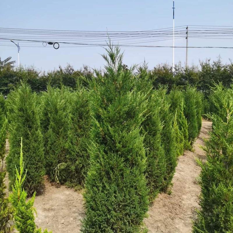 塔柏树苗墓地，荒山专用苗江苏基地发货货源充足欢迎咨询
