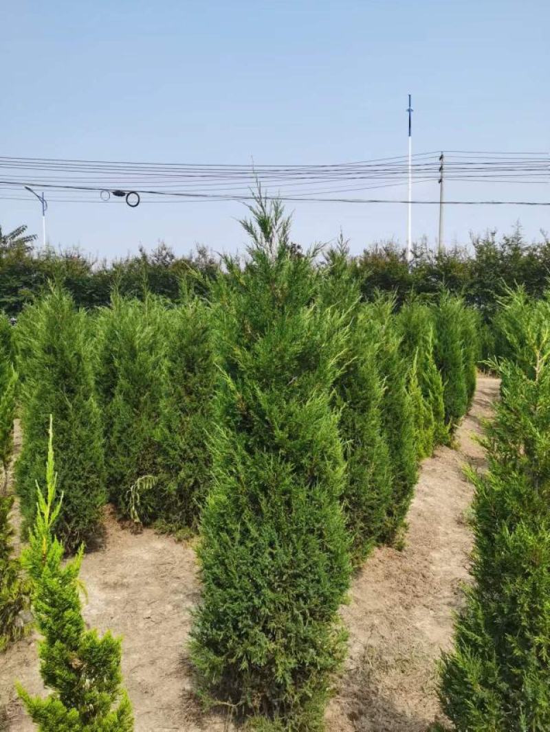 塔柏树苗墓地，荒山专用苗江苏基地发货货源充足欢迎咨询
