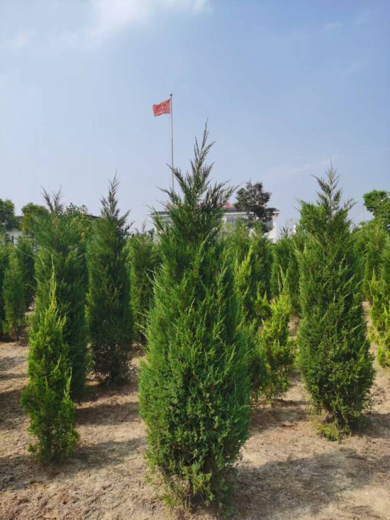 塔柏树苗墓地，荒山专用苗江苏基地发货货源充足欢迎咨询