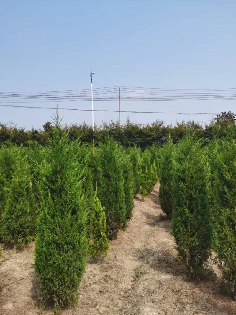 塔柏树苗墓地，荒山专用苗江苏基地发货货源充足欢迎咨询