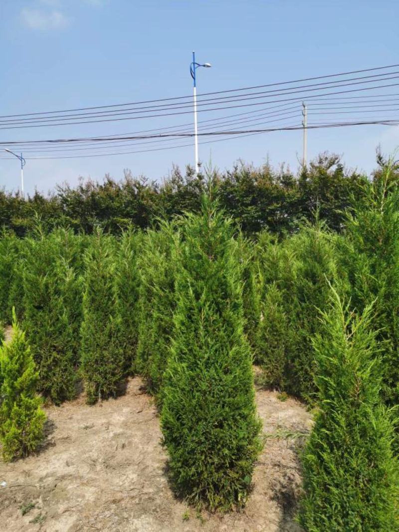 塔柏树苗墓地，荒山专用苗江苏基地发货货源充足欢迎咨询
