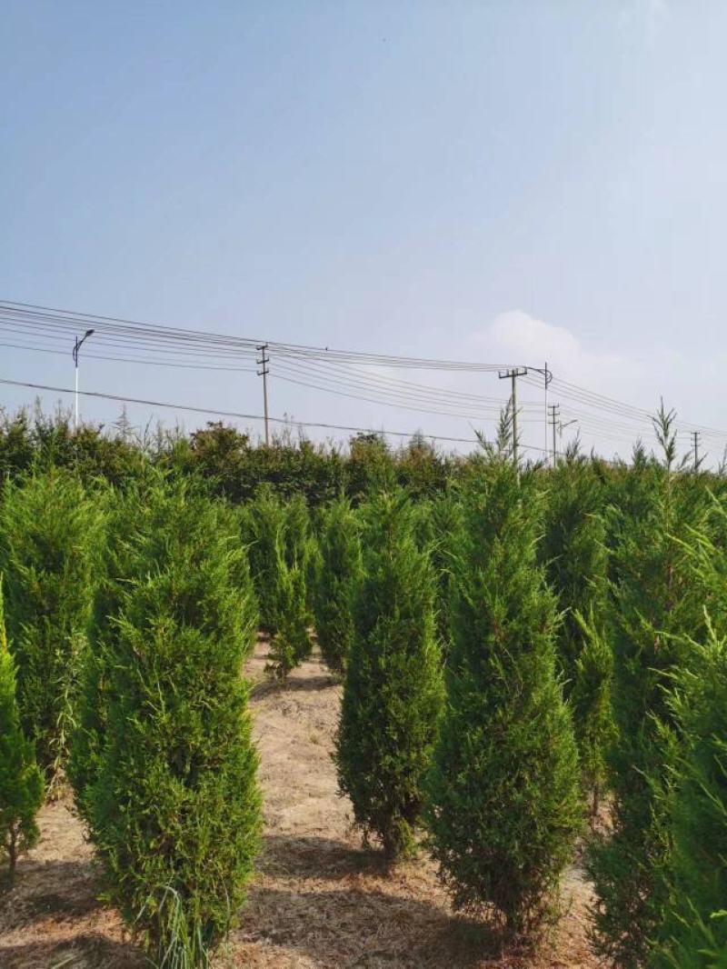 塔柏树苗墓地，荒山专用苗江苏基地发货货源充足欢迎咨询
