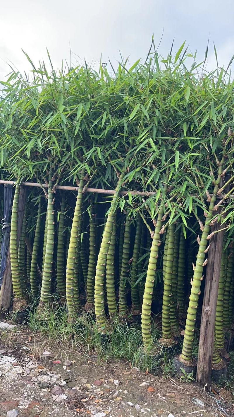 佛肚竹苗罗汉竹苗黄金竹苗