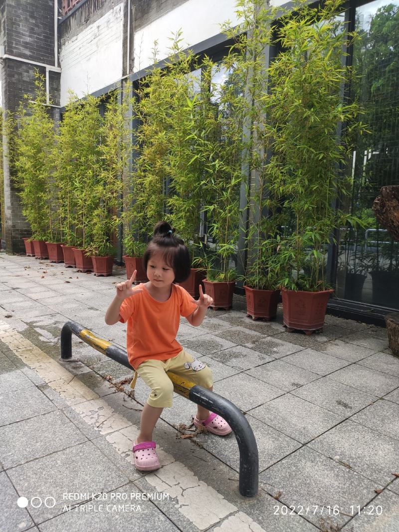 佛肚竹苗罗汉竹苗黄金竹苗