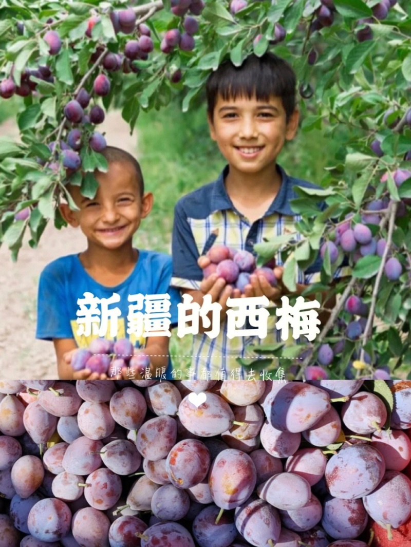 喀什法兰西西梅干新疆西梅干