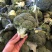 【精品西兰花】河北西兰花品种齐全规格大量大从优