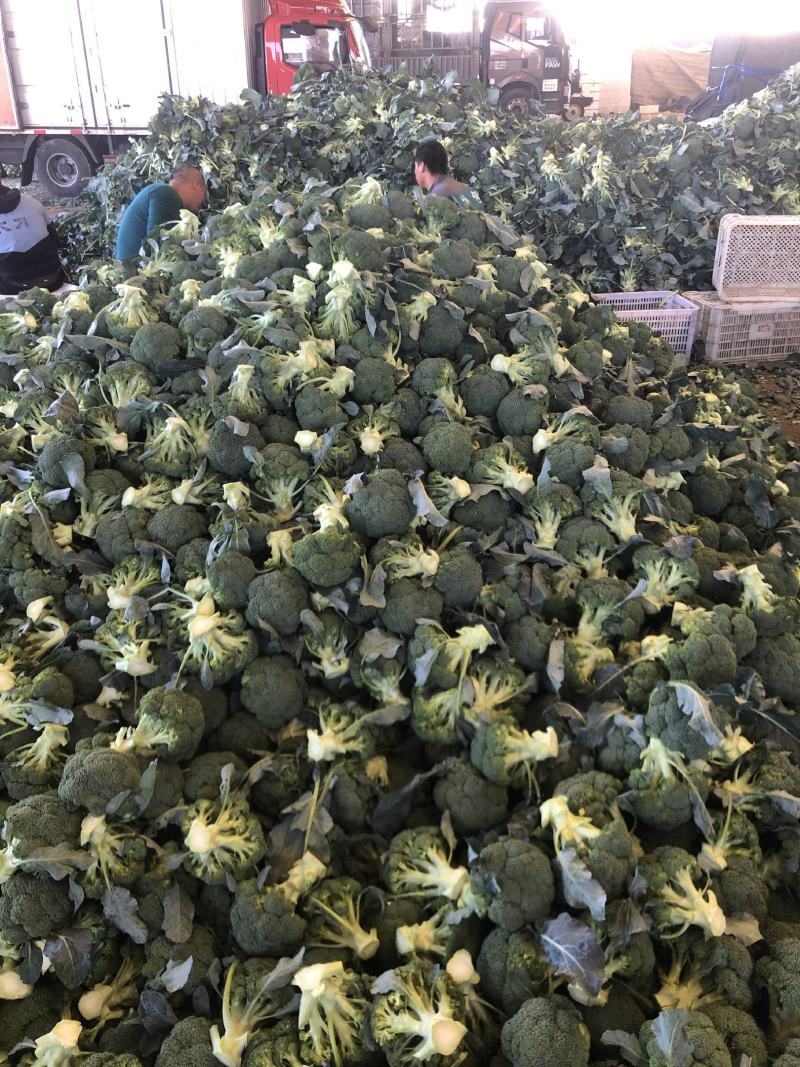 【精品西兰花】河北西兰花品种齐全规格大量大从优