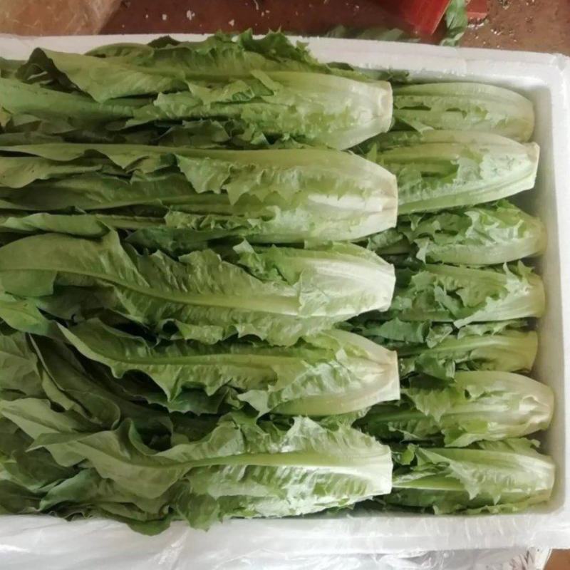 来自彩云之南---高原上的油麦菜