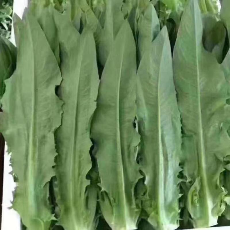来自彩云之南---高原上的油麦菜