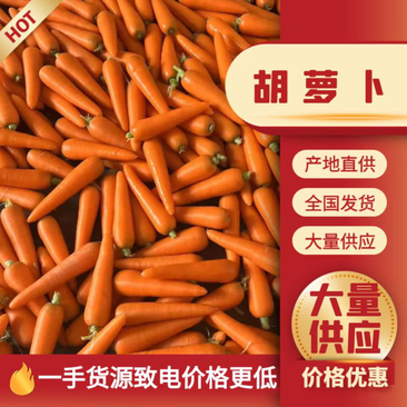 精品胡萝卜专业批发商超规格齐全质量保证