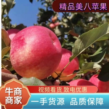 [精选]河北精品美八苹果，品质保障，脆甜可口，量大从优