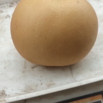 秋月梨纸袋250克以上