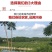 安岳尤力克青柠檬大量有货，电商一件代发，榨汁冻干大量供应