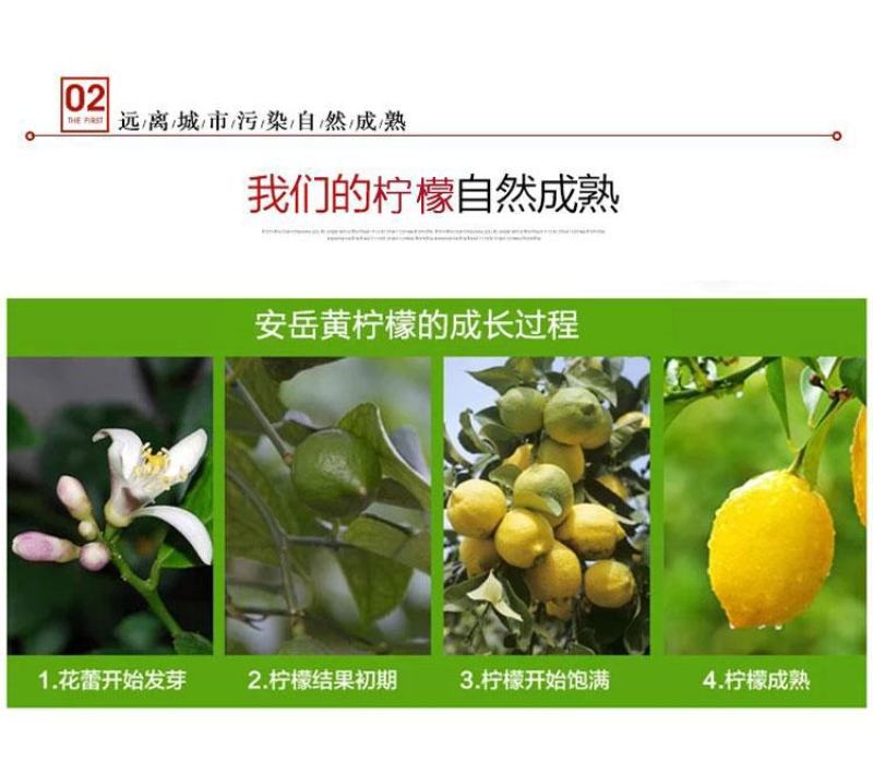 安岳尤力克青柠檬大量有货，电商一件代发，榨汁冻干大量供应