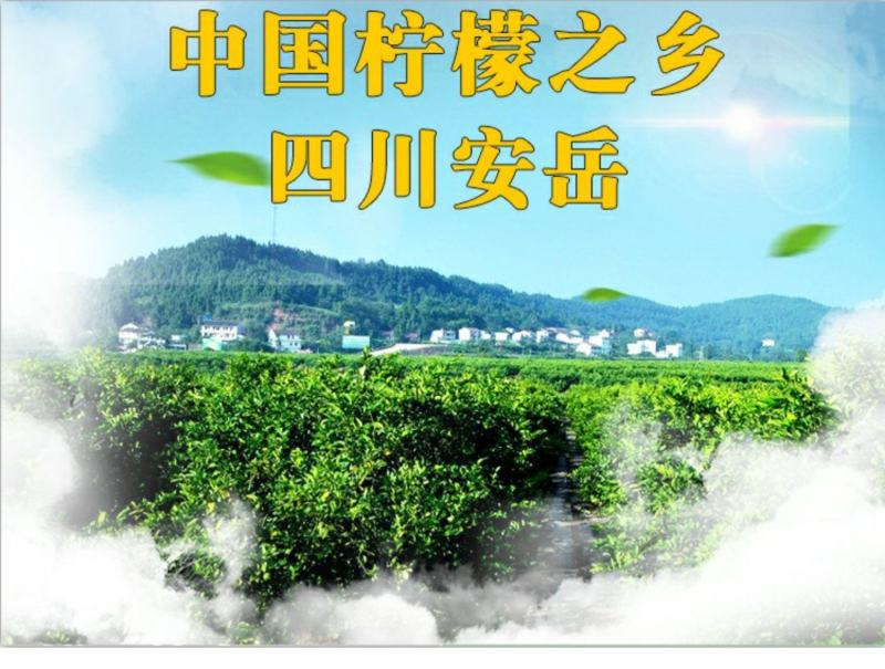 安岳尤力克青柠檬大量有货，电商一件代发，榨汁冻干大量供应