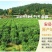 安岳尤力克青柠檬大量有货，电商一件代发，榨汁冻干大量供应