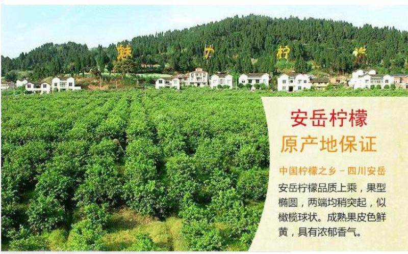 安岳尤力克青柠檬大量有货，电商一件代发，榨汁冻干大量供应