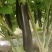 布莱迪绿把长茄