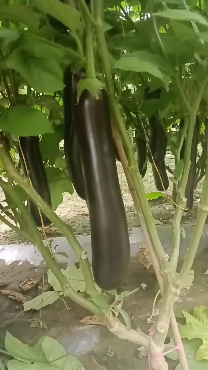 布莱迪绿把长茄