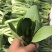 陆地中大颗上海青一壶食堂菜工厂加工菜，不黄无虫眼大量现货