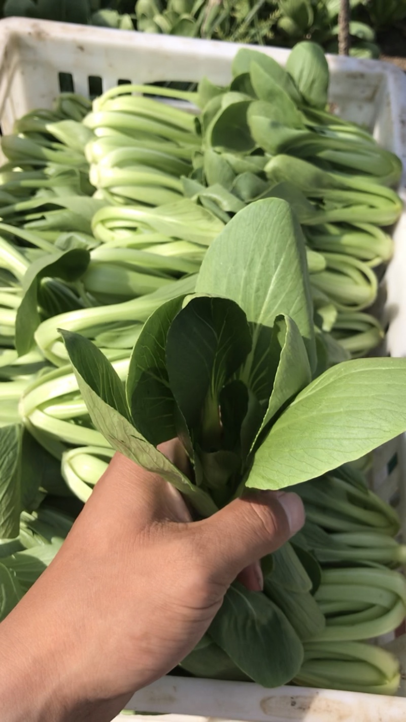 陆地中大颗上海青一壶食堂菜工厂加工菜，不黄无虫眼大量现货