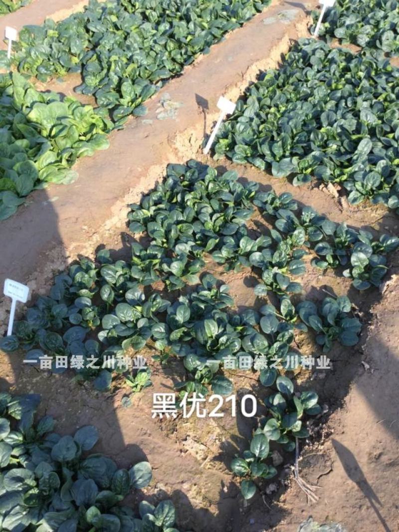 豫艺黑优210黑圆叶菠菜种子趴地菠菜种子叶色黑绿发亮