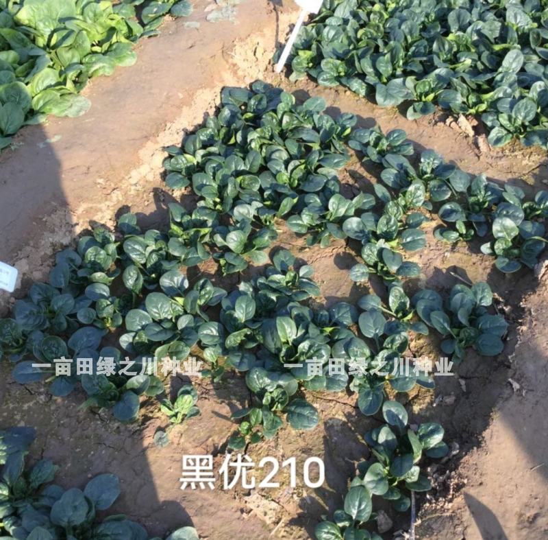 豫艺黑优210黑圆叶菠菜种子趴地菠菜种子叶色黑绿发亮