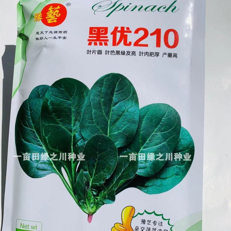 豫艺黑优210黑圆叶菠菜种子趴地菠菜种子叶色黑绿发亮