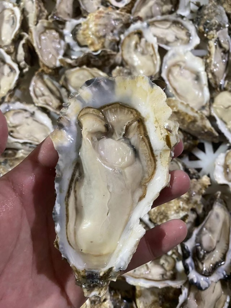 原浆冻半壳牡蛎