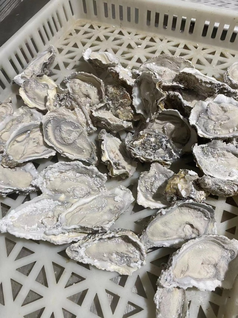 原浆冻半壳牡蛎