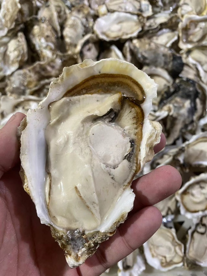 原浆冻半壳牡蛎