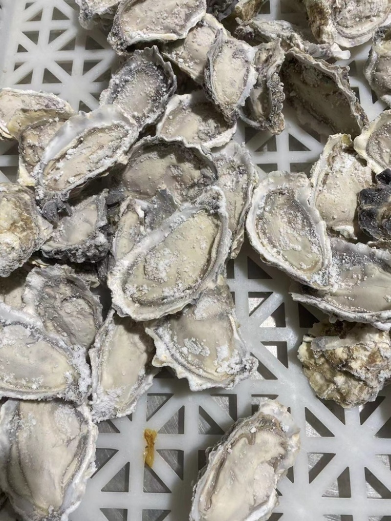 原浆冻半壳牡蛎
