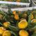 蜜橘特早，柑橘，产地供应，皮薄多汁保质保量欢迎订购，
