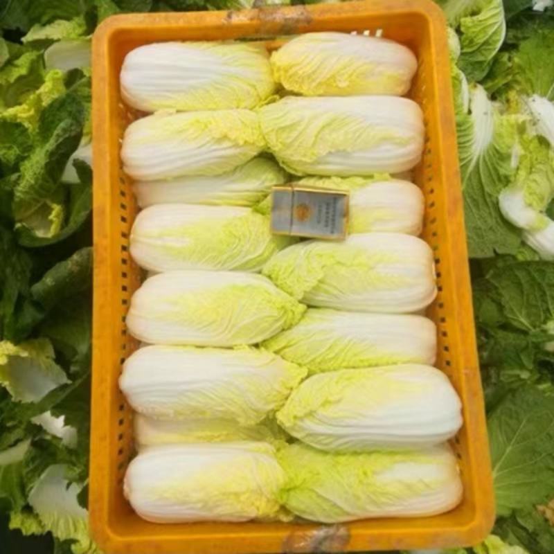 芭比娃娃菜种子黄心白菜种子大颗型阳台蔬菜种子