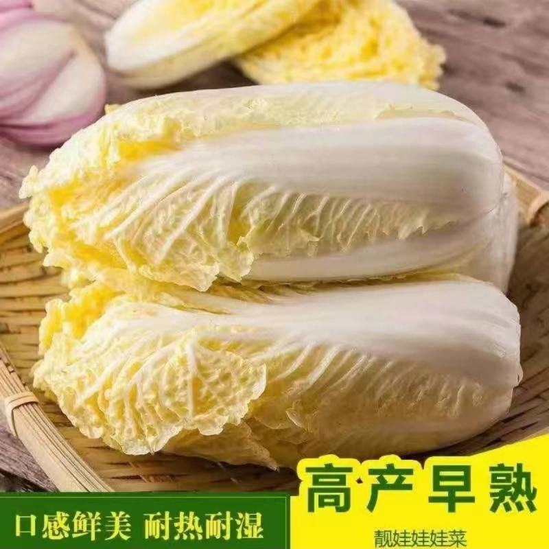 芭比娃娃菜种子黄心白菜种子大颗型阳台蔬菜种子